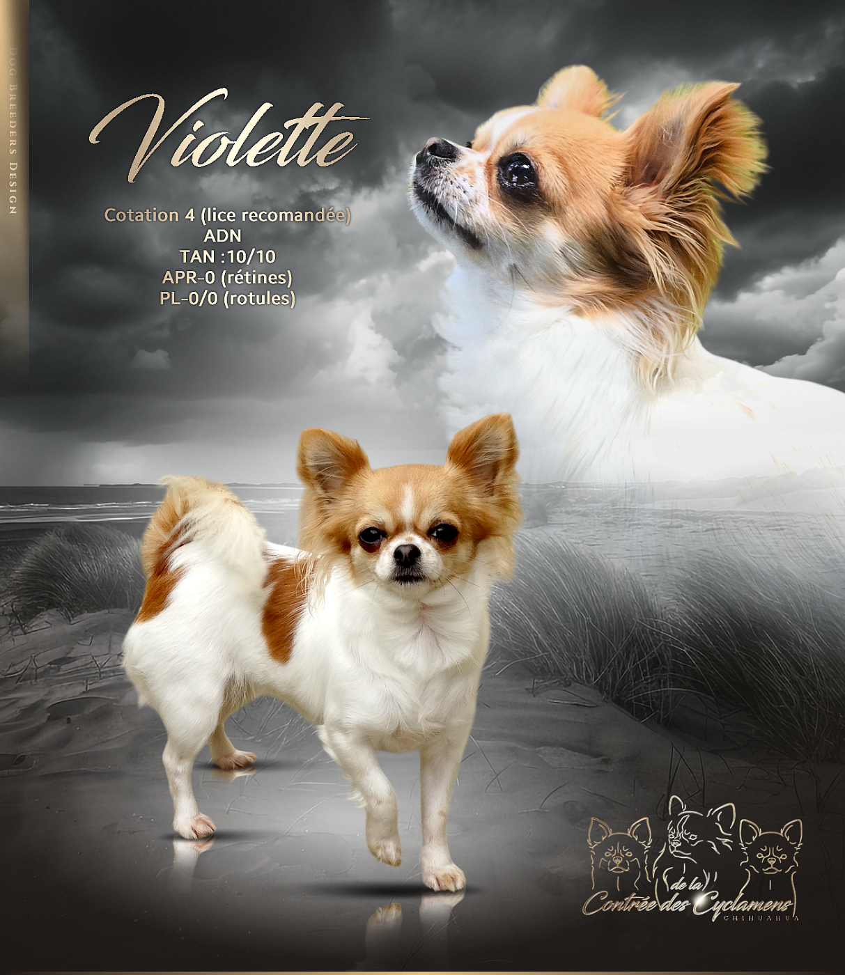 Violette (Sans Affixe)