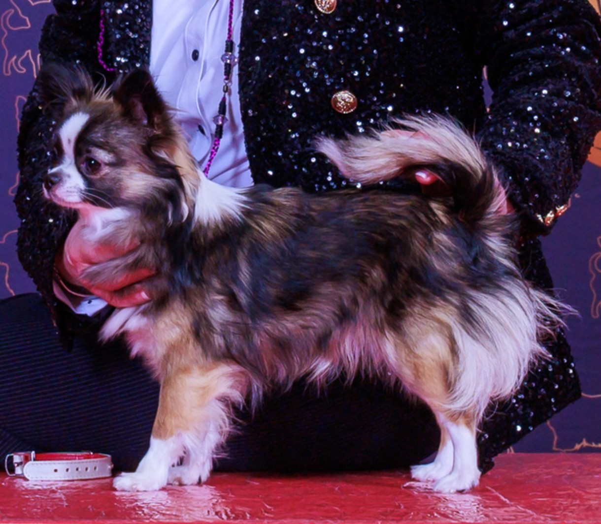 Ava du Paradis Rétais