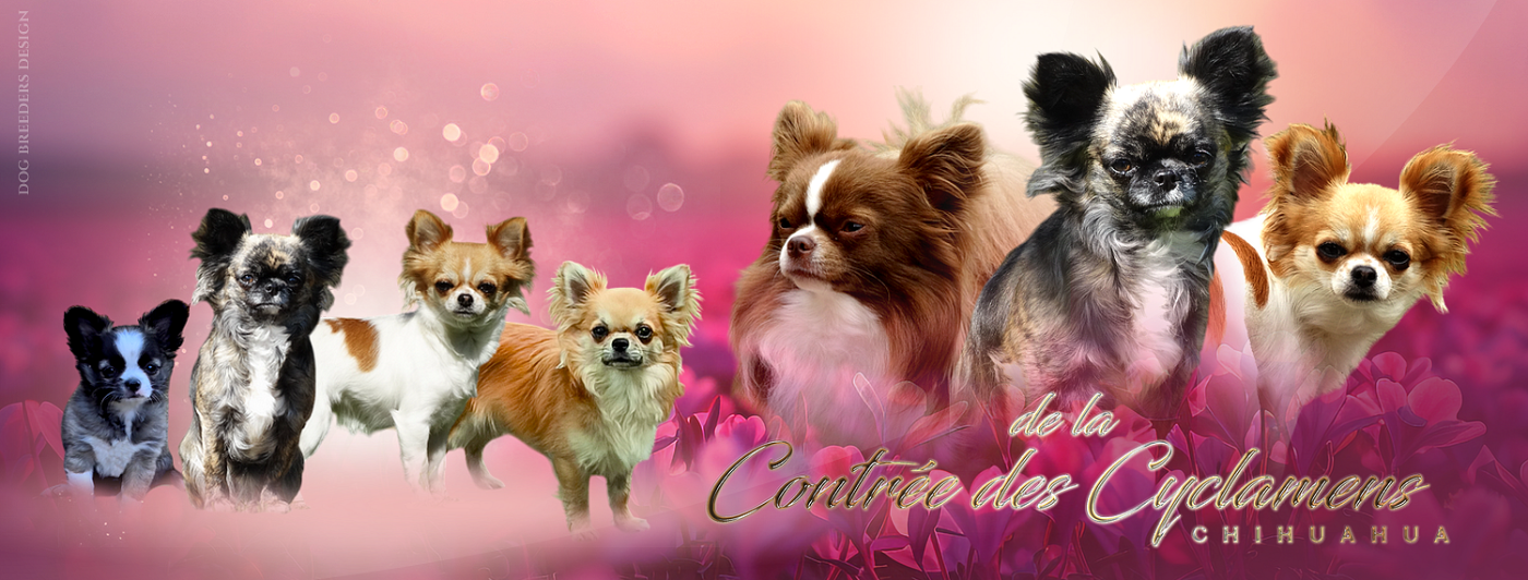 De La Contrée Des Cyclamens