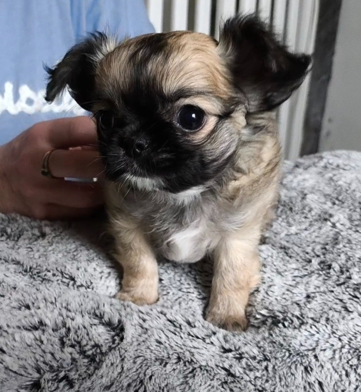 De La Contrée Des Cyclamens - Chiots disponibles - Chihuahua