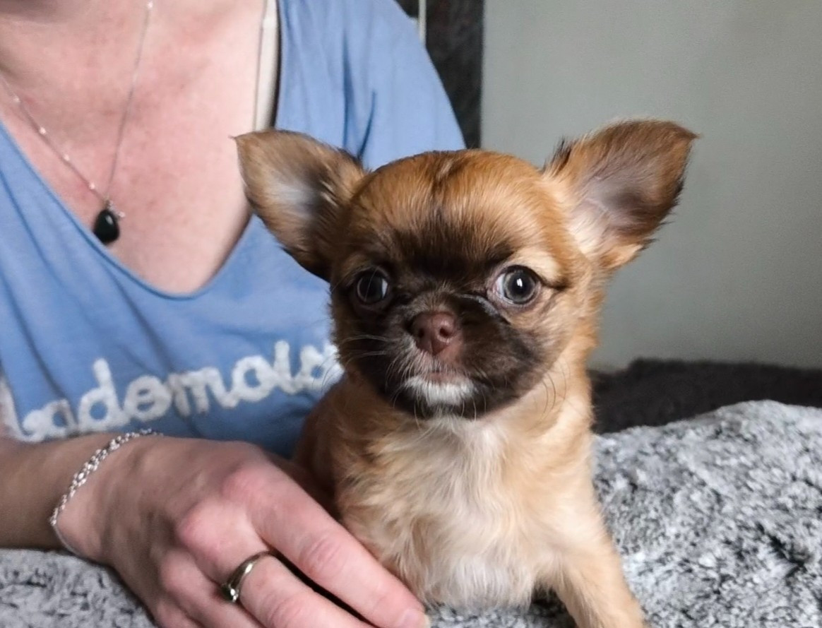 De La Contrée Des Cyclamens - Chiots disponibles - Chihuahua