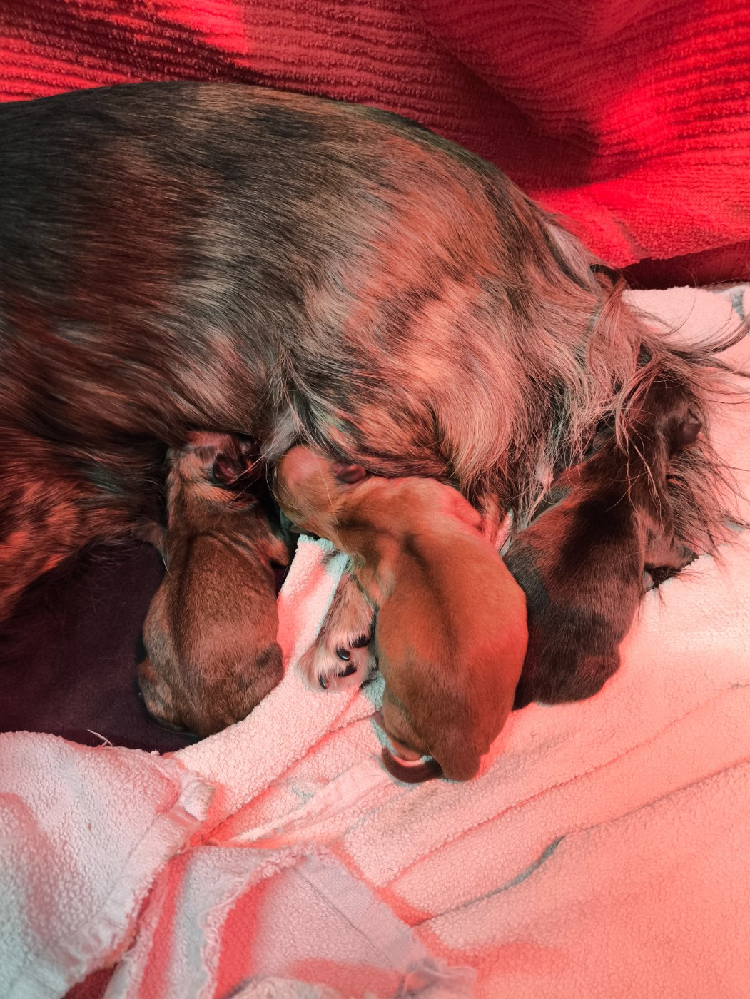 Chiot Chihuahua De La Contrée Des Cyclamens